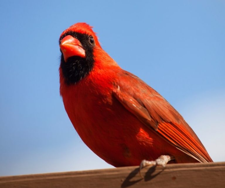 How to Stop Cardinals from Pecking Window?