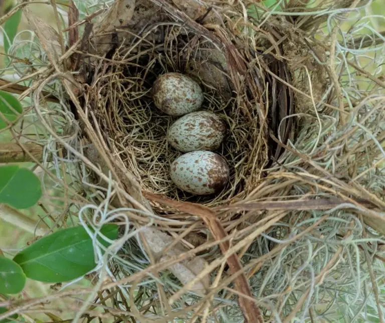 How to Take Care Of a Baby Bird Egg?