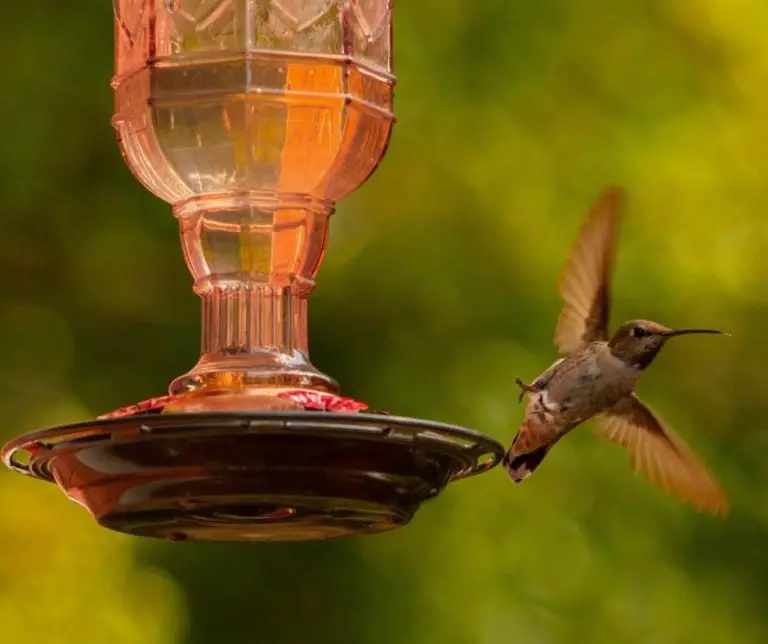 How to Take Care Of a Hummingbird?