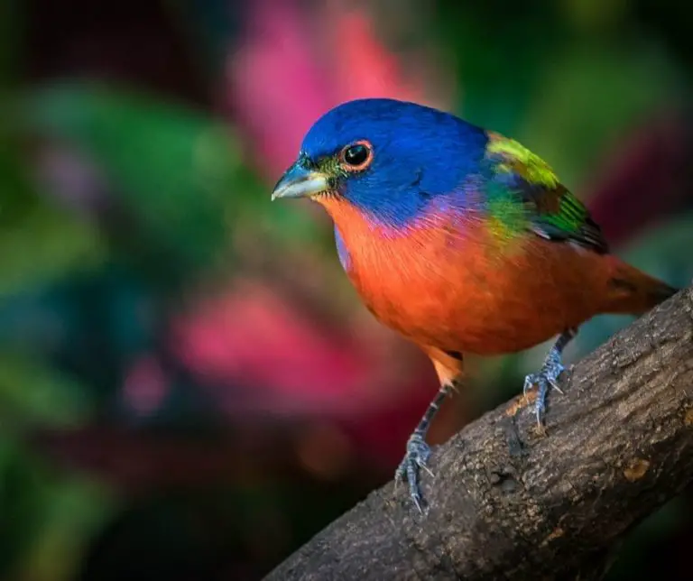 Show Me a Picture Of a Painted Bunting?