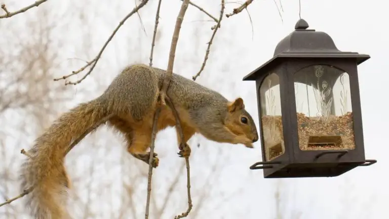 How To Build A Squirrel Proof Bird Feeder Pole
