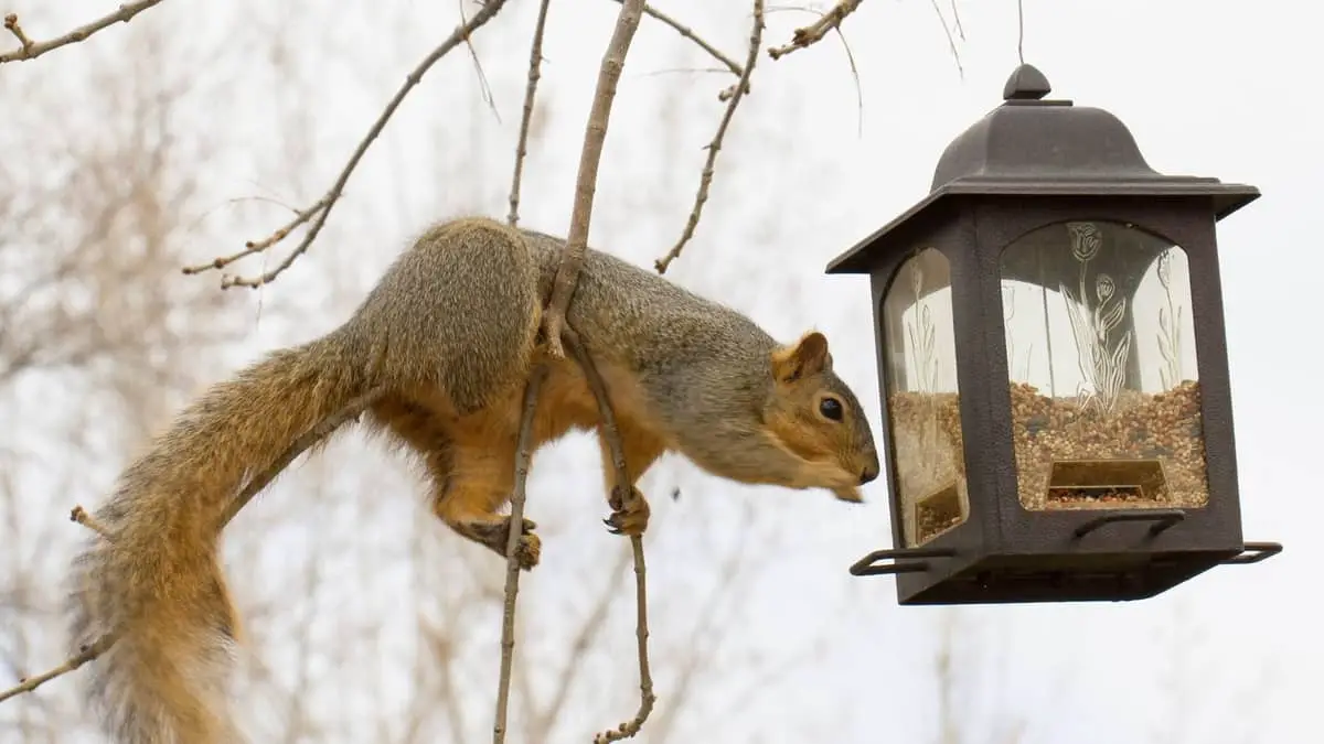 Squirrel Proof Bird Feeder Pole