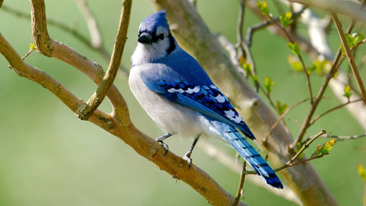 What Does It Mean When You See A Blue Jay