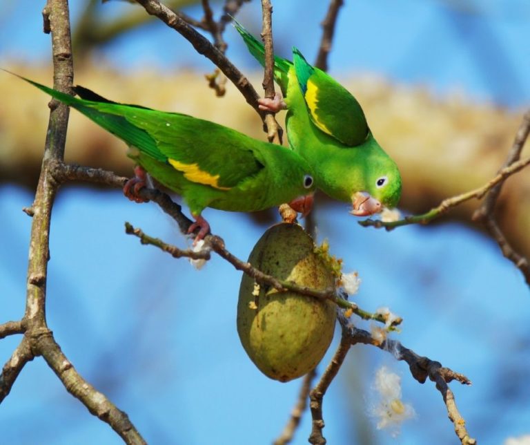 Where Do Parakeets Live IN the Wild?