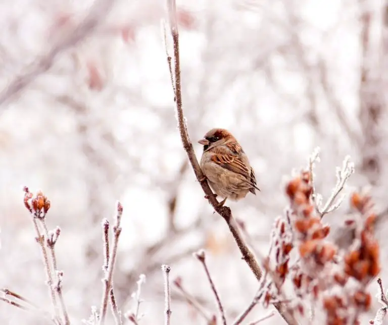 Where Do Sparrows Go IN Winter?