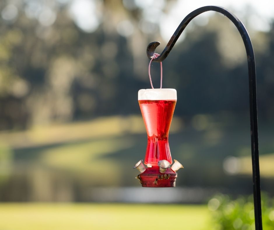 Where Should I Hang My Hummingbird Feeder? Birds Tracker