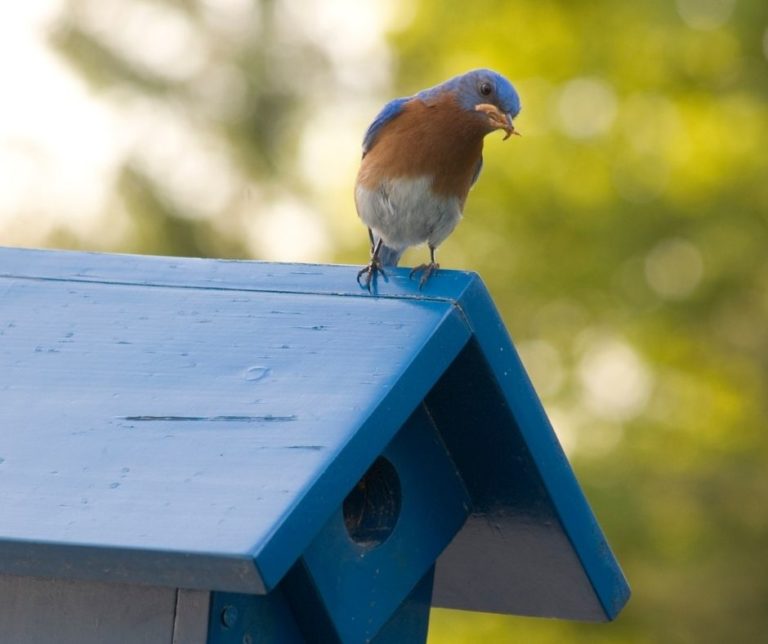 Where to Buy Live Mealworms for Bluebirds?