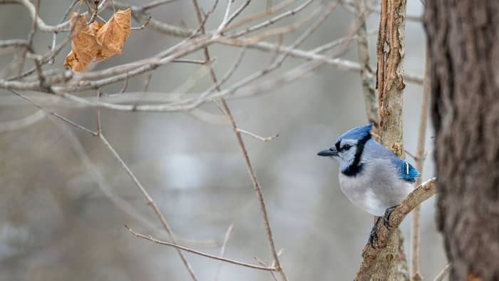  according to folk lore what does it mean when you see a blue jay in fall?