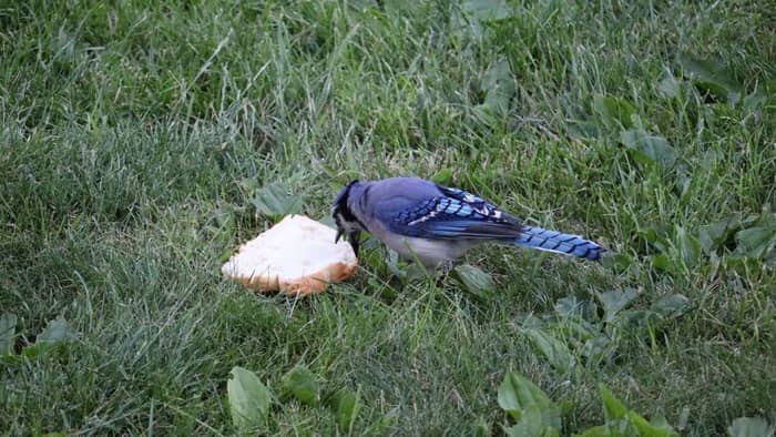  blue jay spiritual meaning