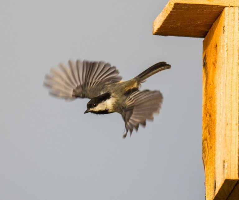 How to Build a Roosting Box for Birds?