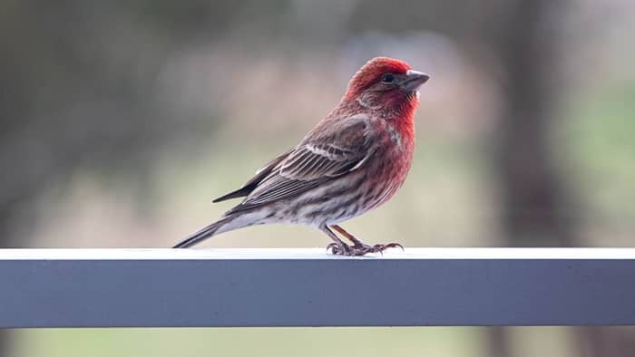  difference between house finch and purple finch