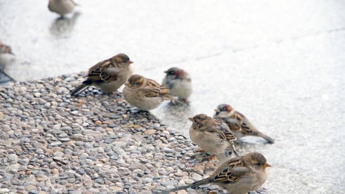  do sparrows eat suet?