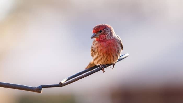  house finch vs purple finch