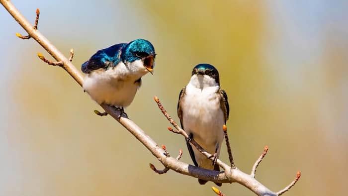  how do birds attract a mate?