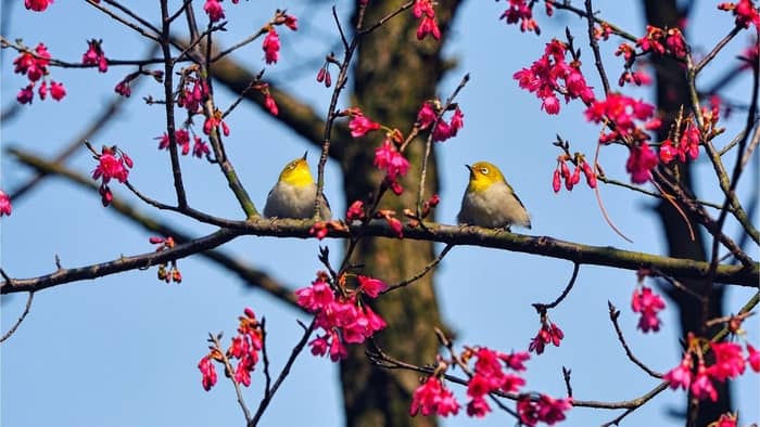  how do birds choose a mate?