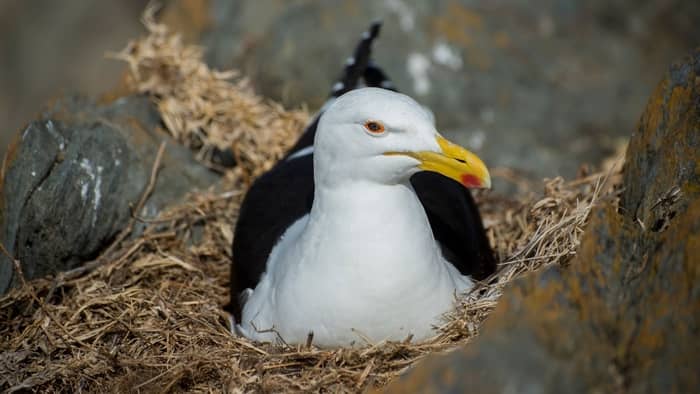  how do birds lay eggs?