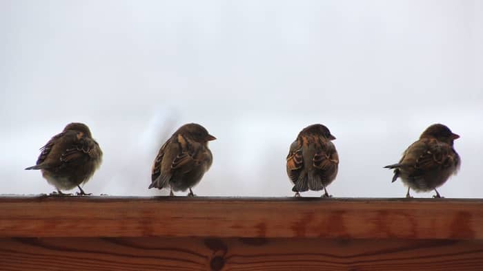  how to get rid of sparrows?