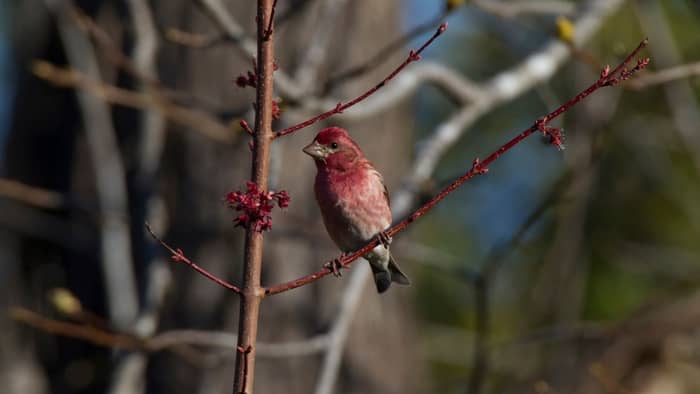  purple finch or house finch