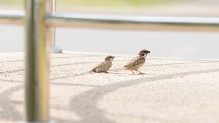  repel sparrows from bird feeder