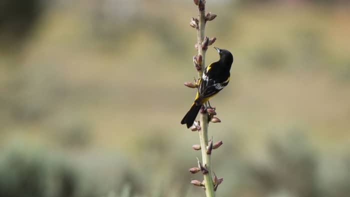  what bird is black with red and yellow wings?