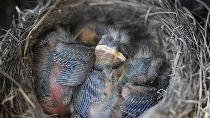  what do fledgling robins eat?