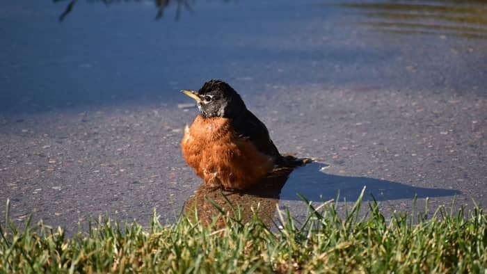  what do robins eat in summer?