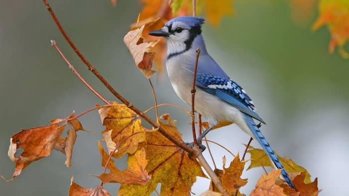  what does it mean when you see a blue jay