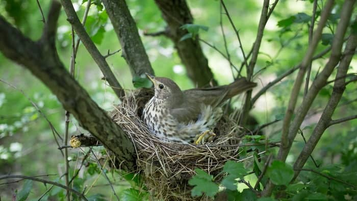  why do birds lay eggs?