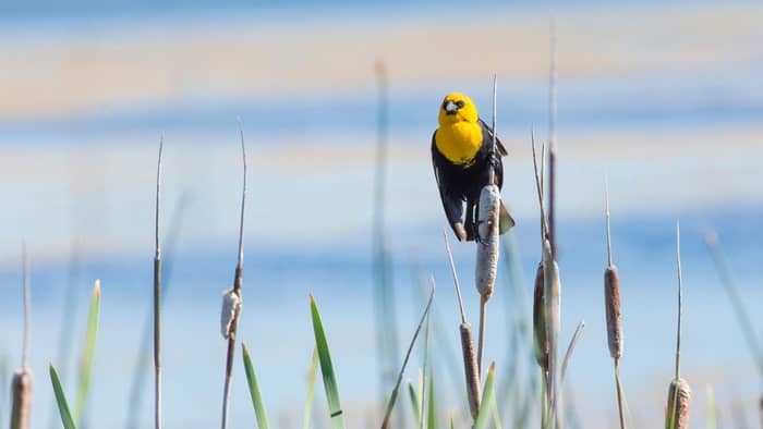  yellow and black small birds