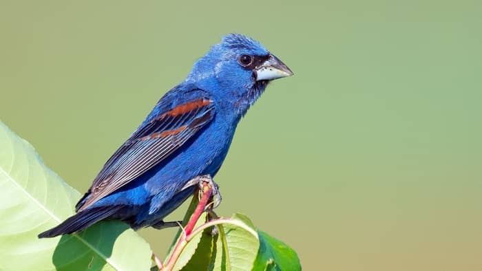 Blue Grosbeak