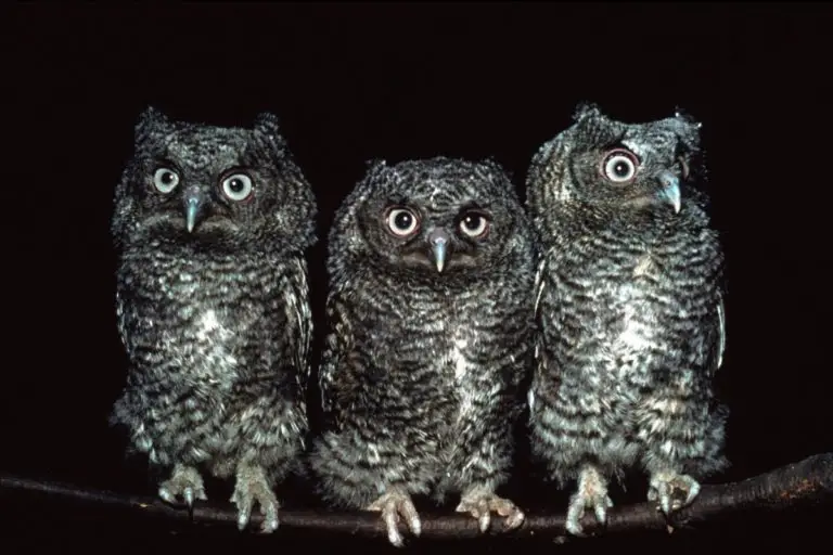 How To Attract Owls: 5 Easy Ways