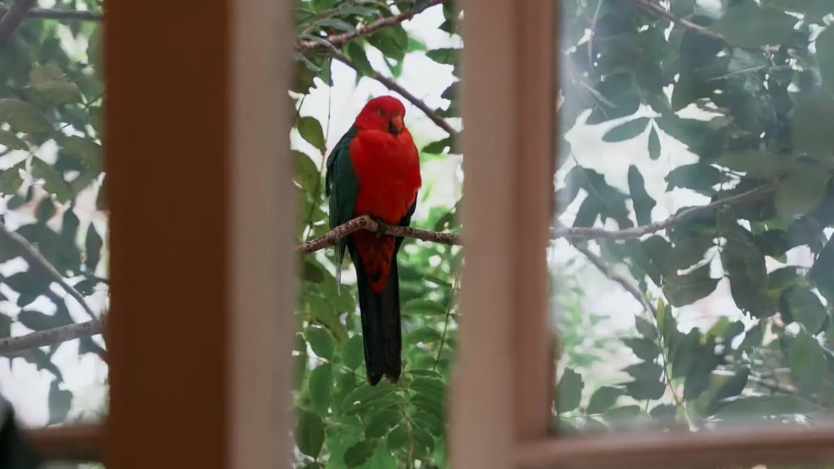 Identifying A Red Bird With Black Wings