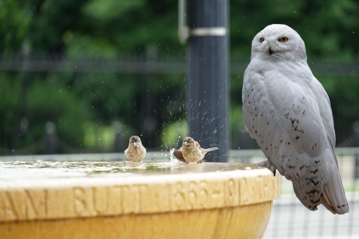Install Bird Baths