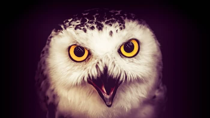 Owls often make sounds during the night