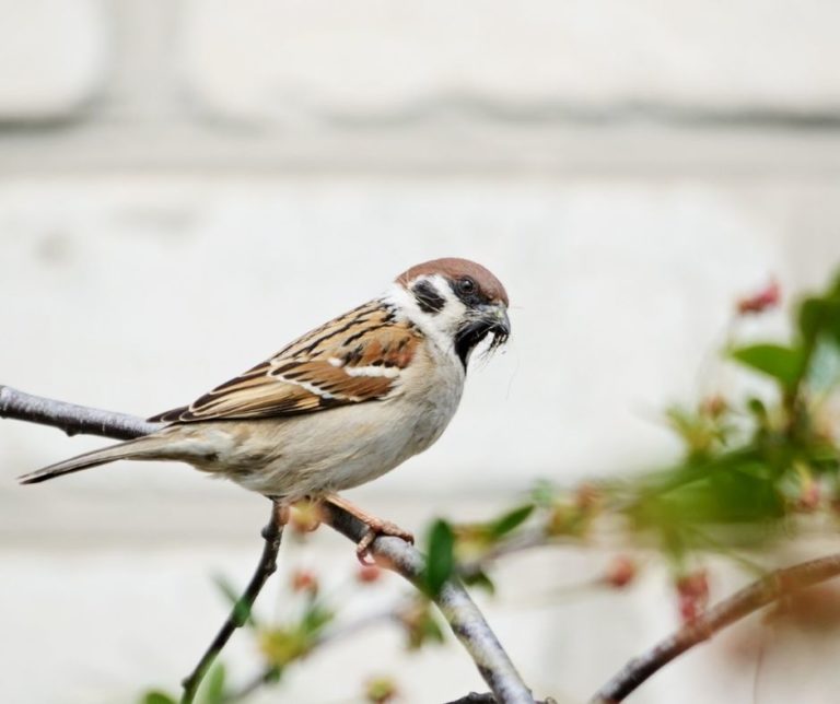 How to Stop Sparrows from Building Nests?