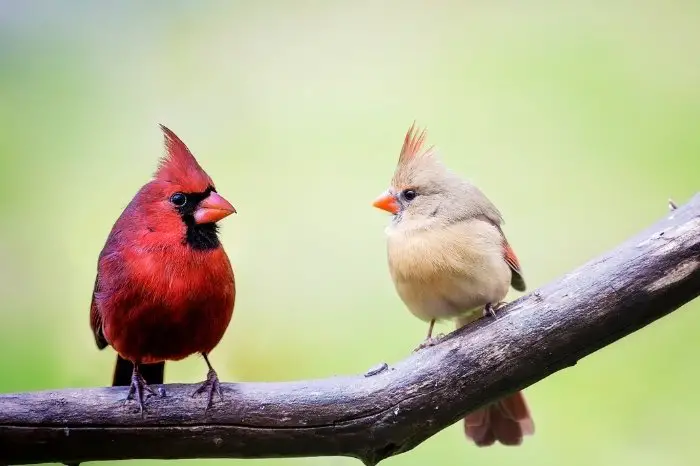 The Meaning Of Two Cardinals