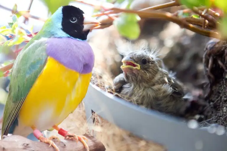 What Do Finches Feed Their Babies? Inside The Wild Bird’s Diet