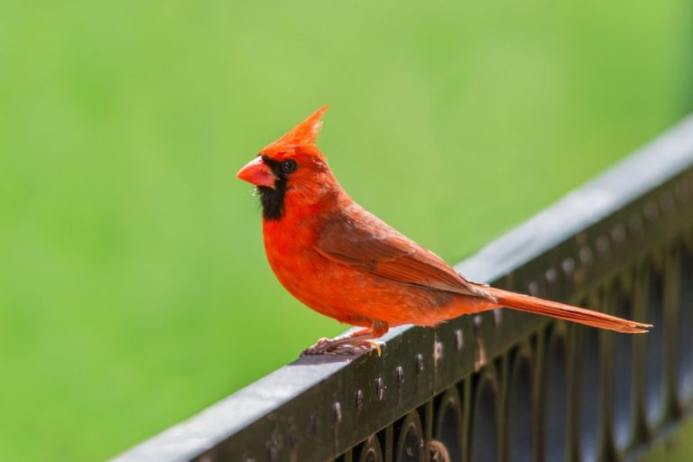 What Does Seeing A Cardinal Mean: 5 Deep Positive Meanings
