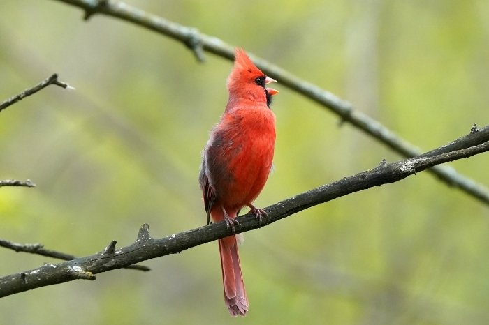 When Do Cardinals Sing