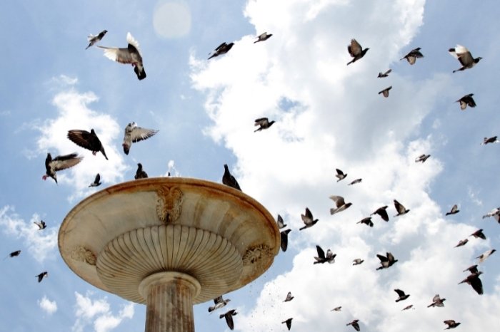 Why Birds Avoid You Birdbath Fountain