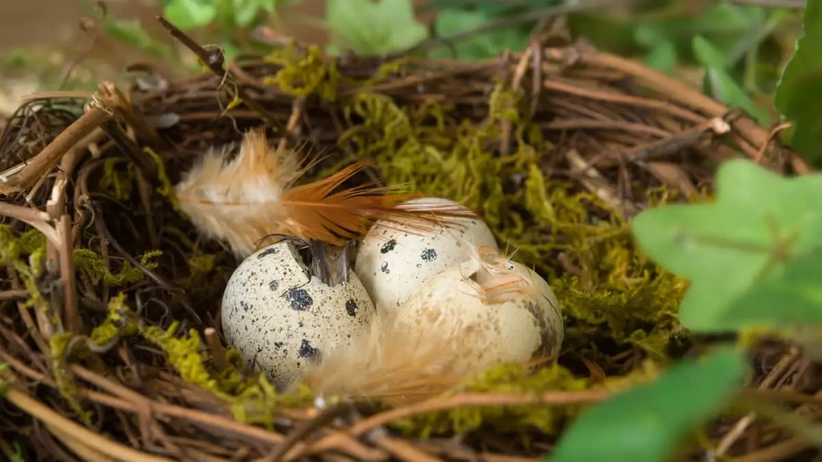 How Long Does It Take For Bird Eggs To Hatch