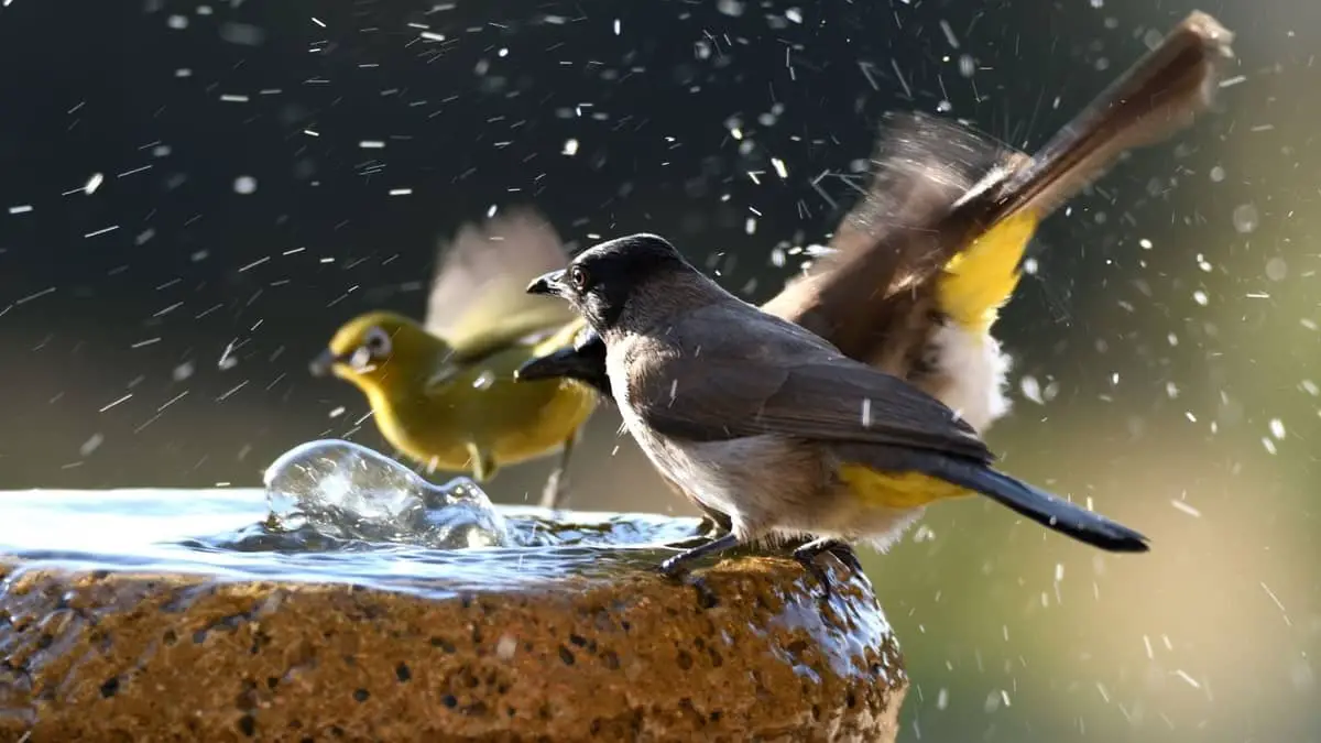 How To Keep Bird Baths Clean