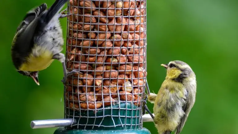 List Of The 3 Cheapest Peanuts For Birds