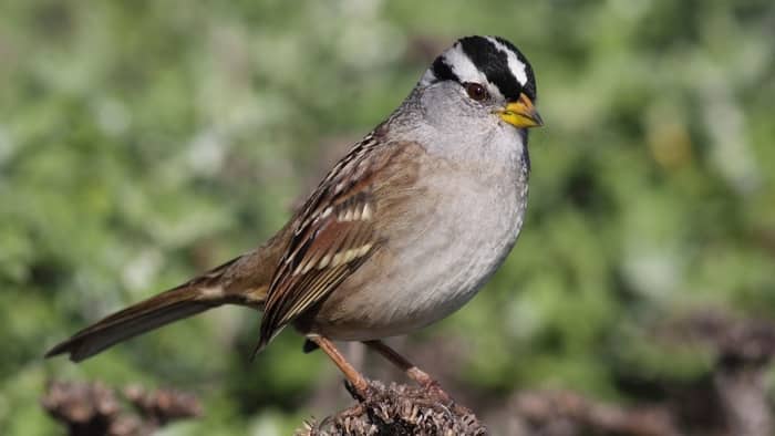 Overview Of The White-crowned Sparrow
