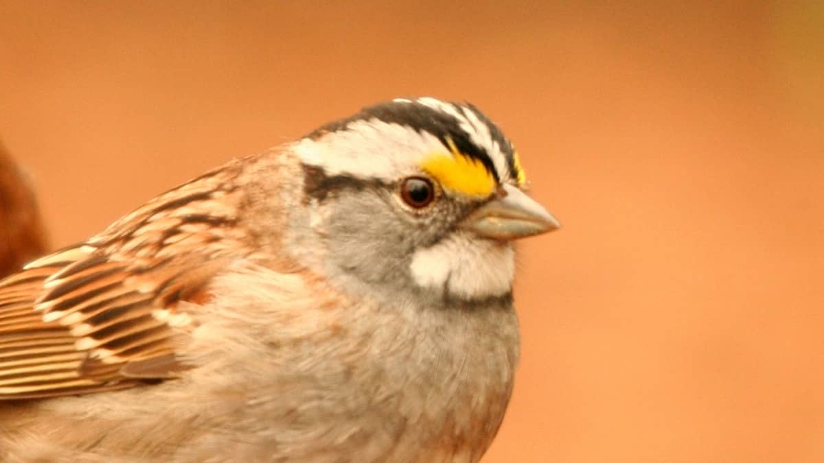 Sparrow With White Stripe On Head