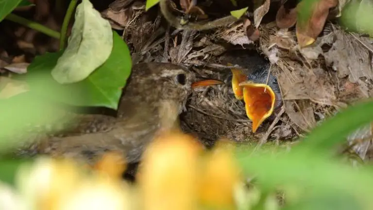 What Do Wrens Feed Their Babies?