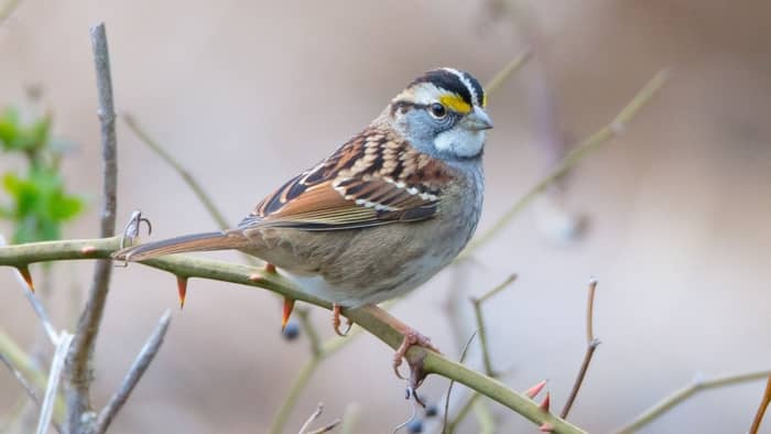 White-throated Sparrow