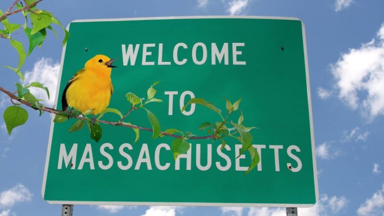 Yellow Birds In Massachusetts