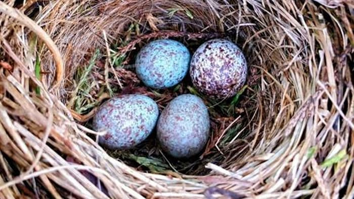 nesting species have camouflaged eggs
