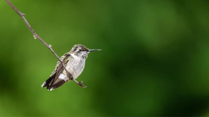 Brown Creeper